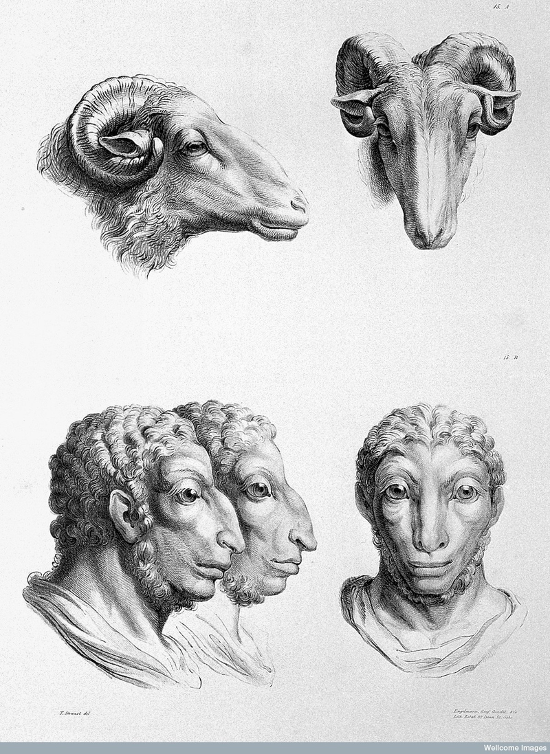 Illustration for article titled Baroque-Era Drawings Reveal Early Ideas About Evolution